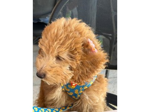 5 aylık dişi toy poodle