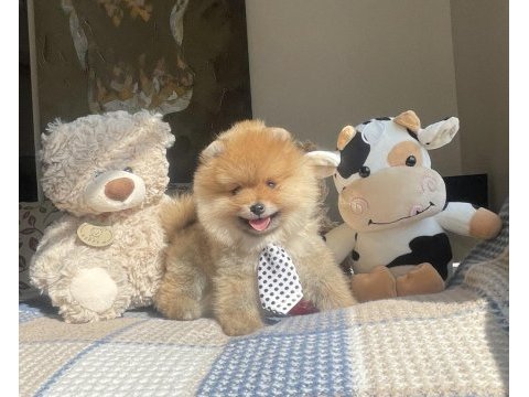 Ayı surat pomeranian boo köpekleri