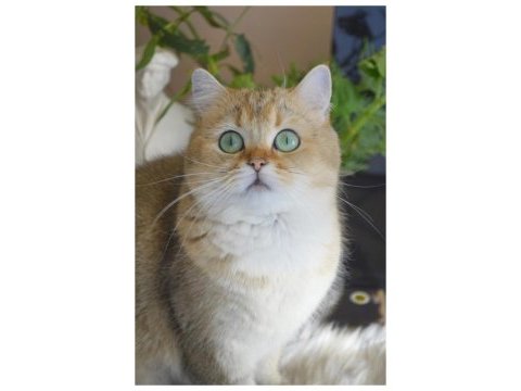 Golden british shorthair dişi
