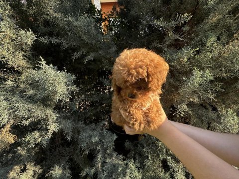 Tuvalet eğitimli evde büyüyen poodle yavrular