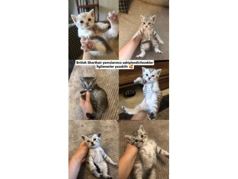 British shorthair yavrularımız ömürlük yuva arıyor