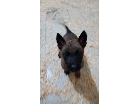Safkan orjinal maskeli malinois