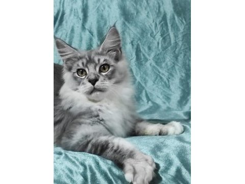 Gift of kings cattery maine coon