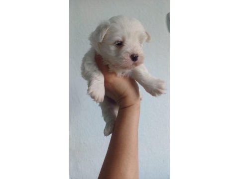 Top kafa orjinal maltese