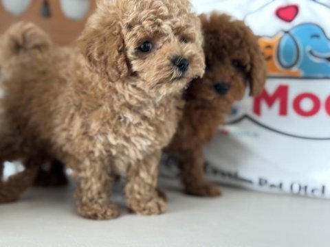 Petmode köpek çiftliğinde ziyarete açık toy poodle