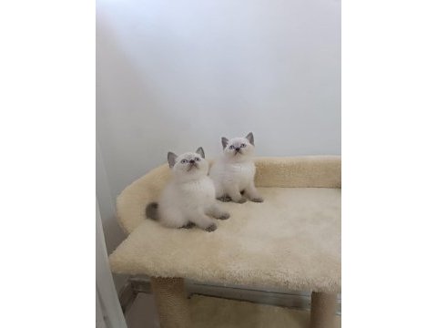 Exotic shorthair yavruları