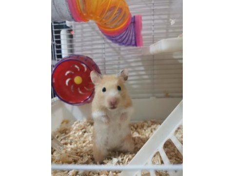Hazır syrian hamster yavrularım mevcut