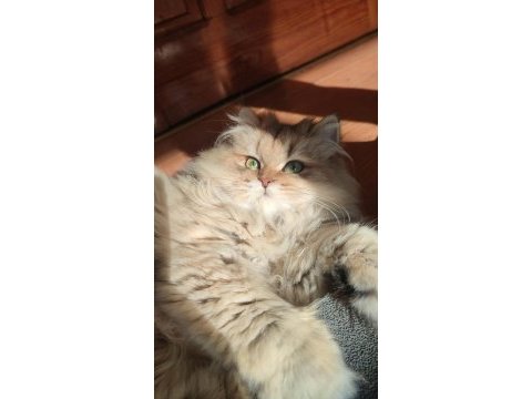 11 aylık golden dişi british longhair