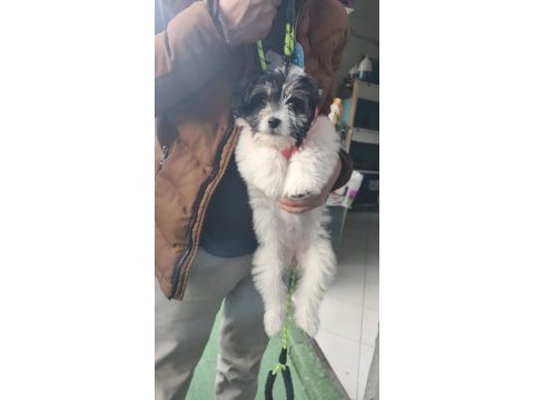 Sağlıklı morkie