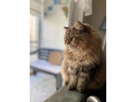 British longhair kedimiz