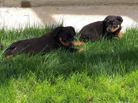 Aşıları full rottweiler yavrular