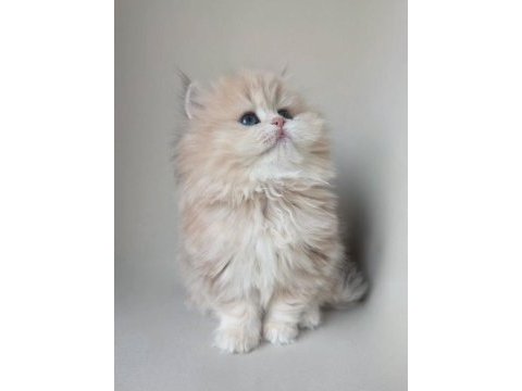 Dünya güzeli kusursuz bebek ay golden british longhair 