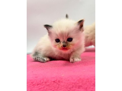 Türkiye tek seal tortie ragdoll bebekleri