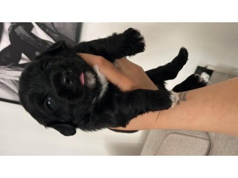 Morkie yavrumuz