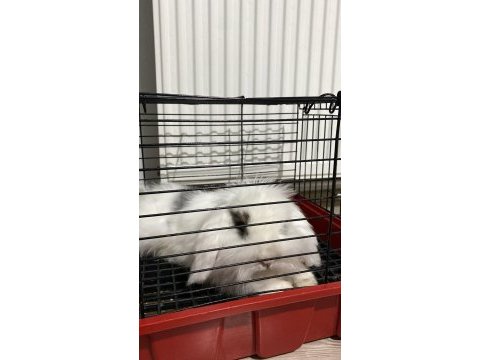 Hollanda teddy lop tavşan sahıplendırme