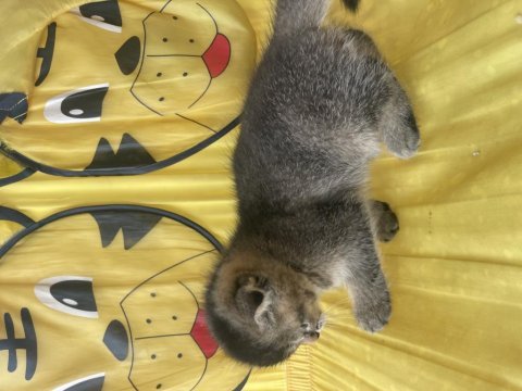 Scottish fold kedimiz