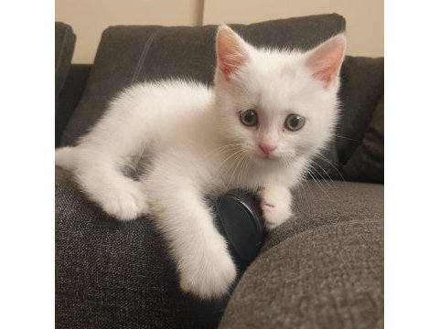 60 günlük beyaz british shorthair oyuncu sevimli
