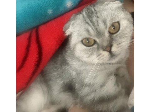 Güzel scottish fold kızımızı sahiplendiriyoruz