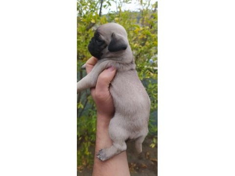 Krem pug yavruları
