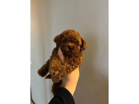 Kore kan toy poodle premium yavrular