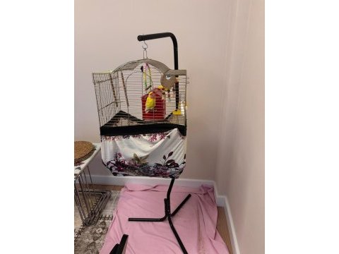 Çift halinde yumurtalamaya hazır sevda papağanı