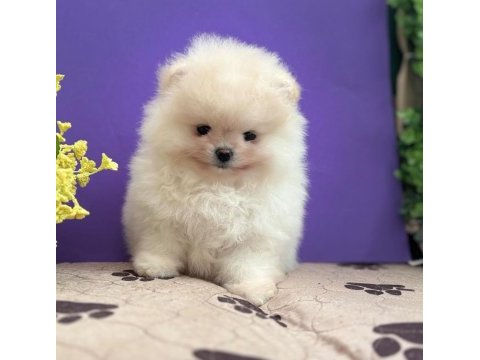 Ankaranın en seçkin teddy face pomeranian ları