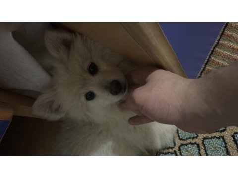 Yavru pomeranian boo 3 aylık