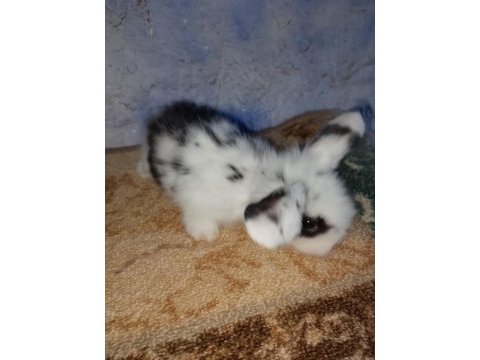 Teddy lop tavşanı yavrular mavi goz