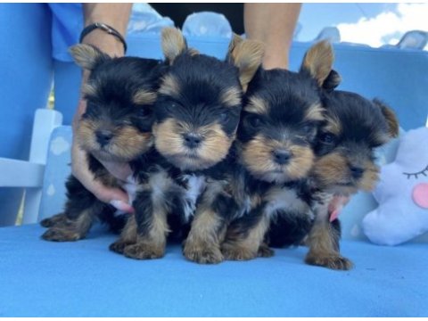 En güzel ve safkan yorkshire terrier yavrular