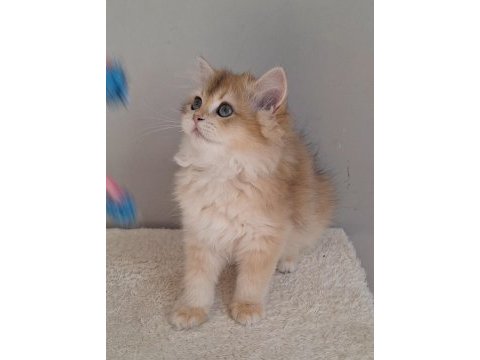 British longhair golden ny12