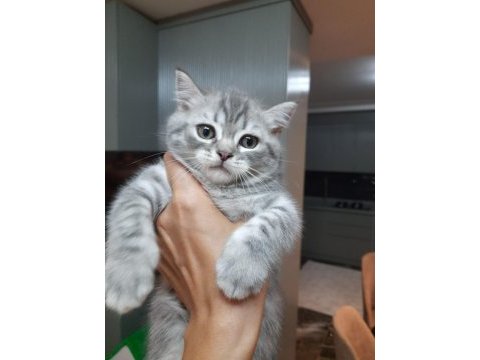 2 aylık tatlı ve oyuncu british shorthair teslime hazır
