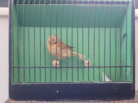 Ötücü kanaryalar
