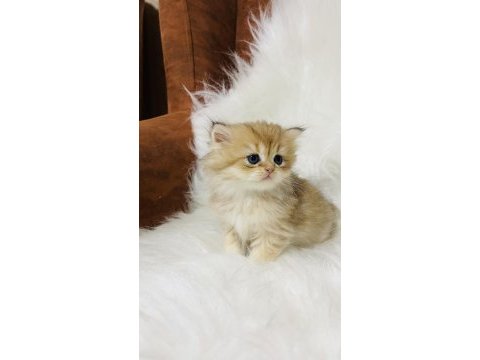 Ny11 erkek british longhair
