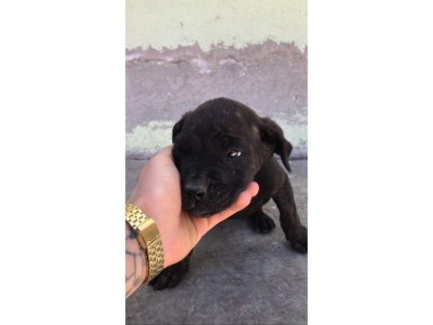 Orijinal dişi cane corso