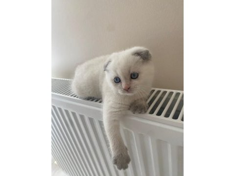 Yavru 2 aylık scottish fold