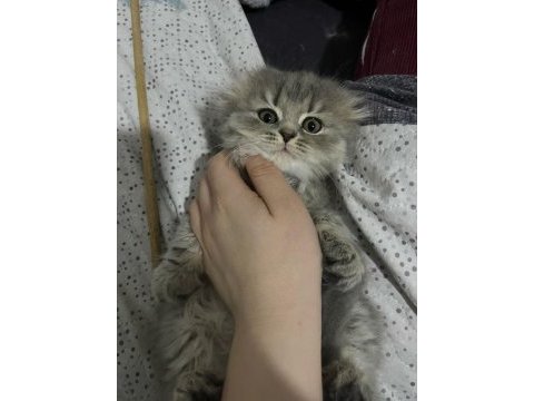 2 aylık blue point scottish fold