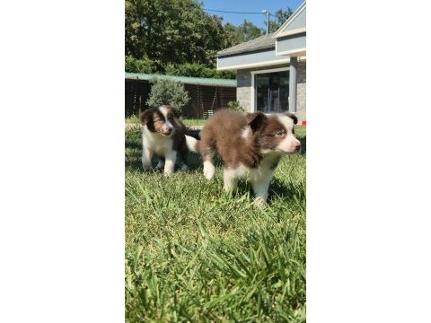 Birinci sınıf safkan border collie yavruları 
