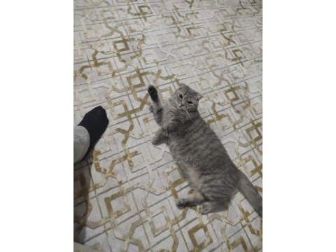 Scottish fold kedisi
