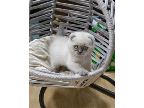 Oyuncu scottish fold 2.5 aylık