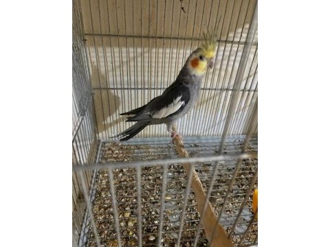 Yavru garantili yumurtalı grey takım sultan papağanı