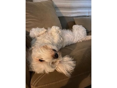Maltese terrier 3 yaşında