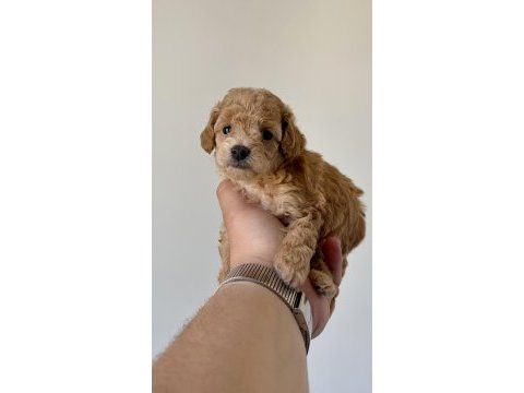 Teacup toy poodle