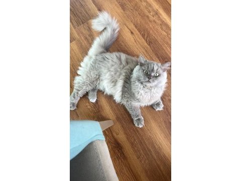 Acil british longhair ücretsiz sahiplendirme