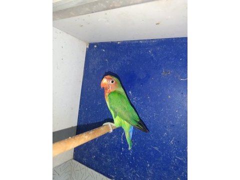 3 aylık cennet papağanı