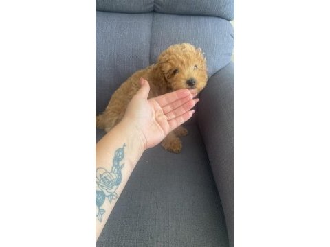 Toy poodle kedimiz