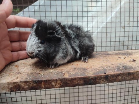 Guinea pig yavrularım