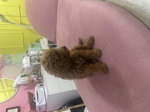 2.5 aylık tuvalet eğitimli poodle