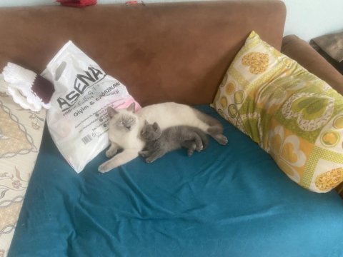 2 aylık british shorthair