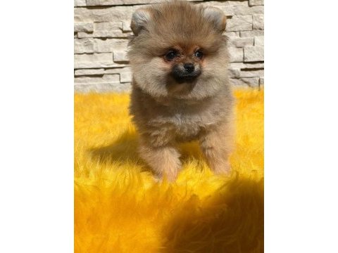 Antalya pomeranian boo