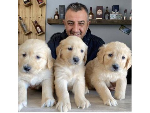 Bebek yüzlü golden retriever bebekler